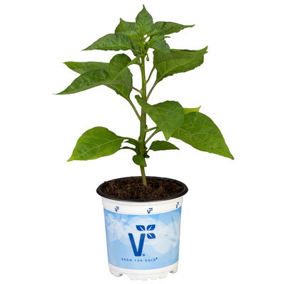 Chili Habanero 'Calita® Orange, sehr scharf, Topf-Ø 10,5 cm, 6er-Set