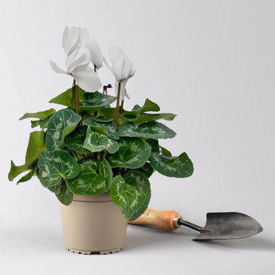 Alpenveilchen 'Meine Beste', weiß, Topf-Ø 13 cm, 3 Pflanzen Alpenveilchen 'Meine Beste', weiß, Topf-Ø 13 cm, 3 Pflanzen