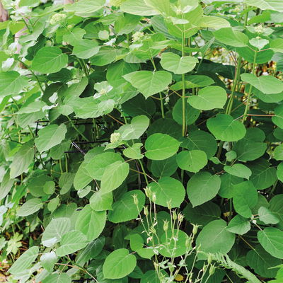 Bellissa Hortensienstütze 'ANNABELLE', 2er-Set, grün, H80 x L75 x L72 cm Bellissa Hortensienstütze 'ANNABELLE', 2er-Set, grün, H80 x L75 x L72 cm