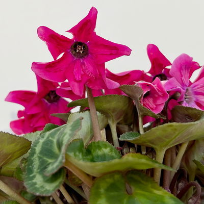 Alpenveilchen 'Petticoat Pink', pink, Topf-Ø 10,5 cm, 4 Pflanzen Alpenveilchen 'Petticoat Pink', pink, Topf-Ø 10,5 cm, 4 Pflanzen