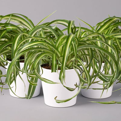 Grünlilie 'Bonnie' mit Keramiktopf Dallas weiß, Topf-Ø 12 cm, 3er-Set