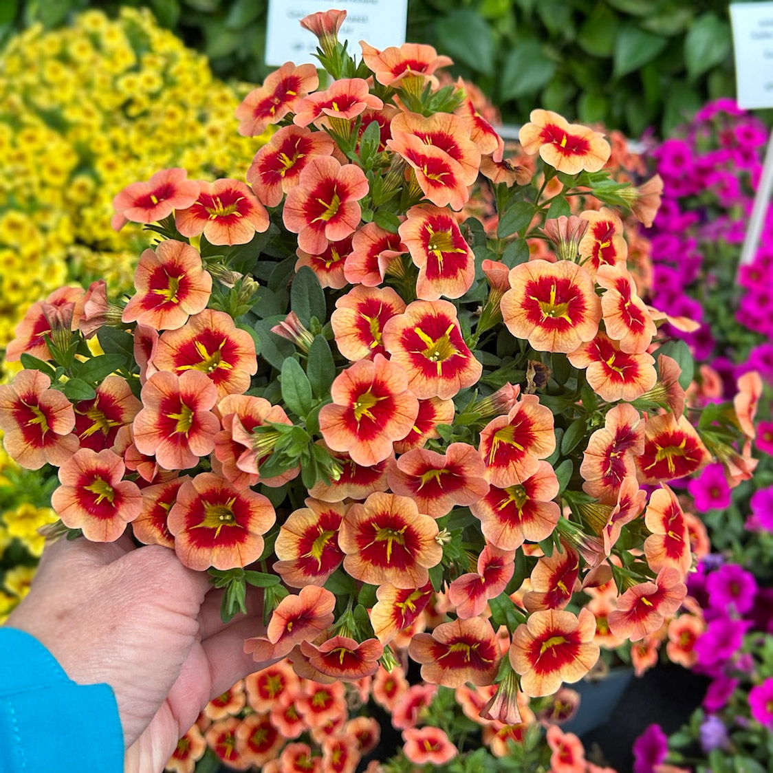 Zauberglöckchen 'Cabaret® Compact Orange Star', orange, Topf-Ø 13 cm, 6 Pflanzen