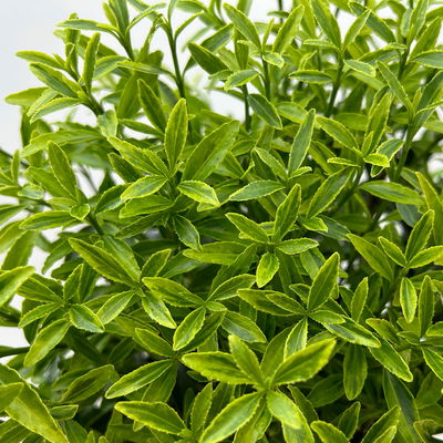 Japanischer Spindelstrauch 'Microphyllus Aureovariegatus', Topf-Ø 17 cm, 2er-Set Japanischer Spindelstrauch 'Microphyllus Aureovariegatus', Topf-Ø 17 cm, 2er-Set