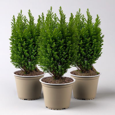 Gelbe Kegelzypresse 'Ellwood's Gold', Topf-Ø 13cm, 3 Pflanzen