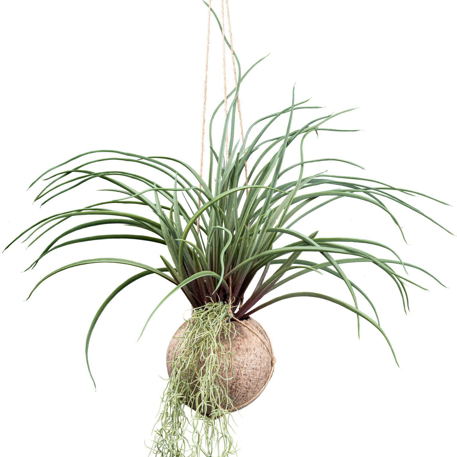 Künstliche Tillandsia stricta, Höhe ca. 72 cm