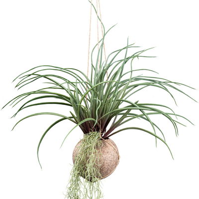 Künstliche Tillandsia stricta, Höhe ca. 72 cm Künstliche Tillandsia stricta, Höhe ca. 72 cm