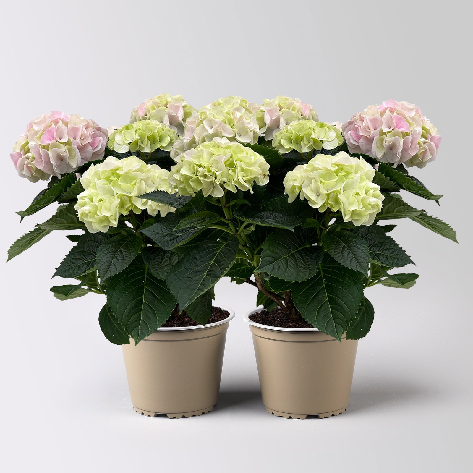 Hortensie 'Hi Diamond', rosa, Topf-Ø 14 cm, Höhe ca. 40 cm, 2 Pflanzen