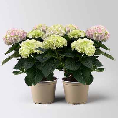 Hortensie 'Hi Diamond', rosa, Topf-Ø 14 cm, Höhe ca. 40 cm, 2 Pflanzen