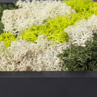 Moosbild eckig, mit schwarzem Rahmen, groß, 38 x 27 cm