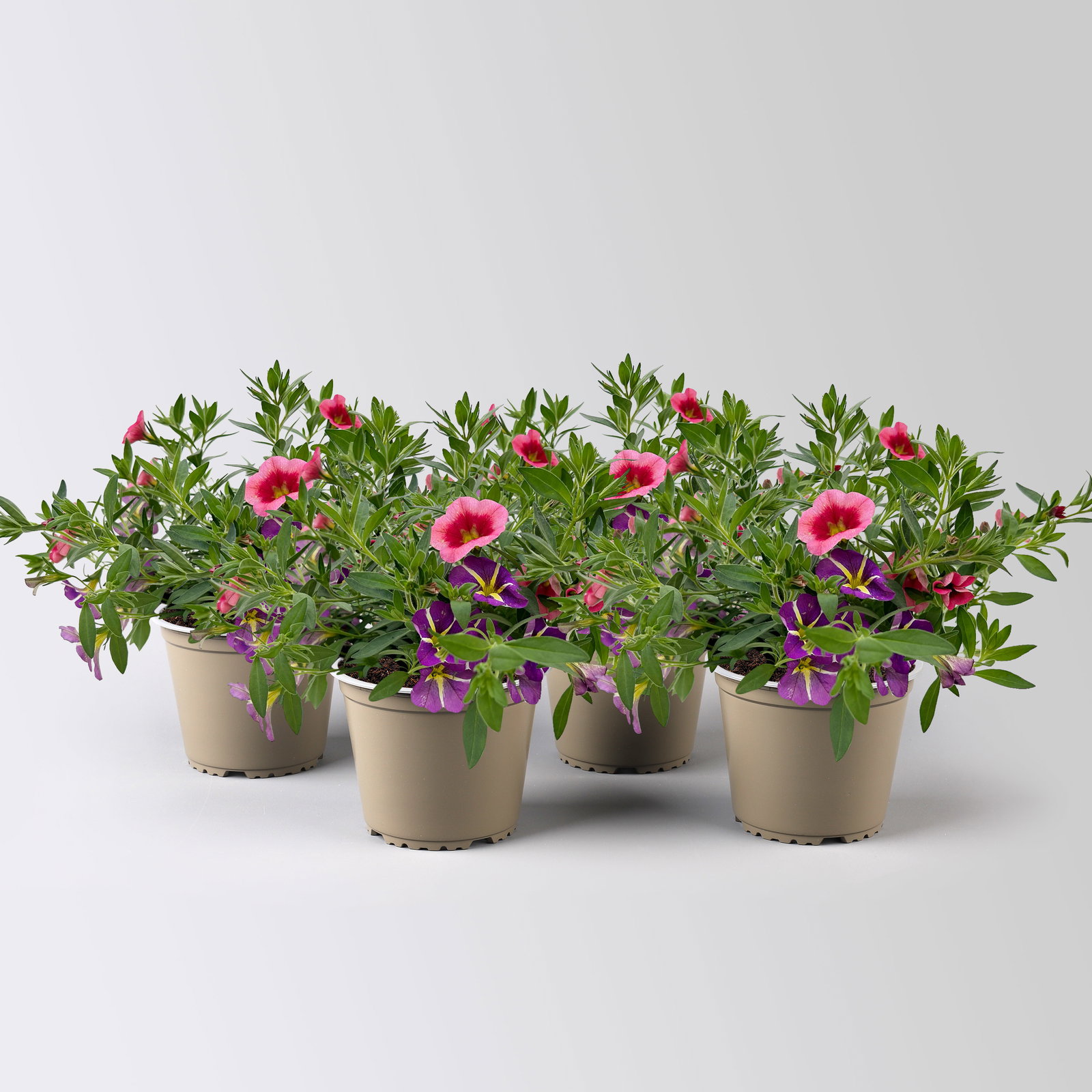 Zauberglöckchen 'Duo', rosarot & lila, Topf-Ø 14 cm, 4 Pflanzen