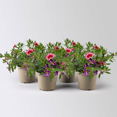 Zauberglöckchen 'Duo', rosarot & lila, Topf-Ø 14 cm, 4 Pflanzen