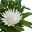 Strohblume, 6er-Set, weiß, Topf 12 cm Ø