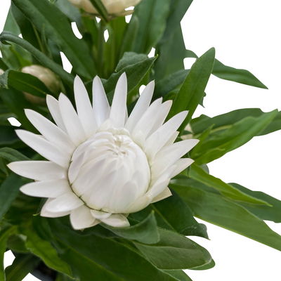 Strohblume weiß, Topf- Ø 12 cm, 6 Stück