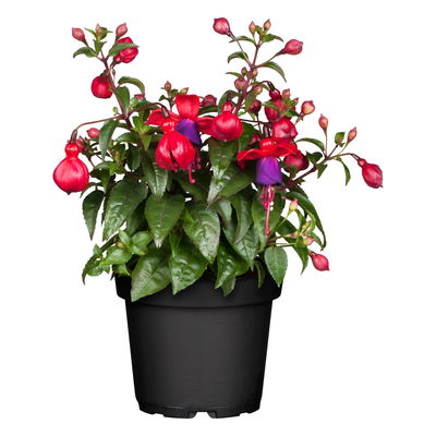 Fuchsien stehend, rosa/rot-lila, Topf-Ø 12 cm, 6er-Set Fuchsien stehend, rosa/rot-lila, Topf-Ø 12 cm, 6er-Set