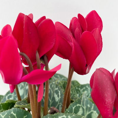 Alpenveilchen 'Outland', Farben zufällig, Topf-Ø 10,5/11 cm, 6 Pflanzen