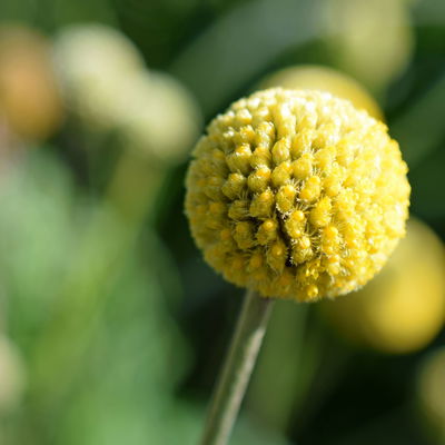 Craspedia gelb, Topf-Ø 17 cm Craspedia gelb, Topf-Ø 17 cm