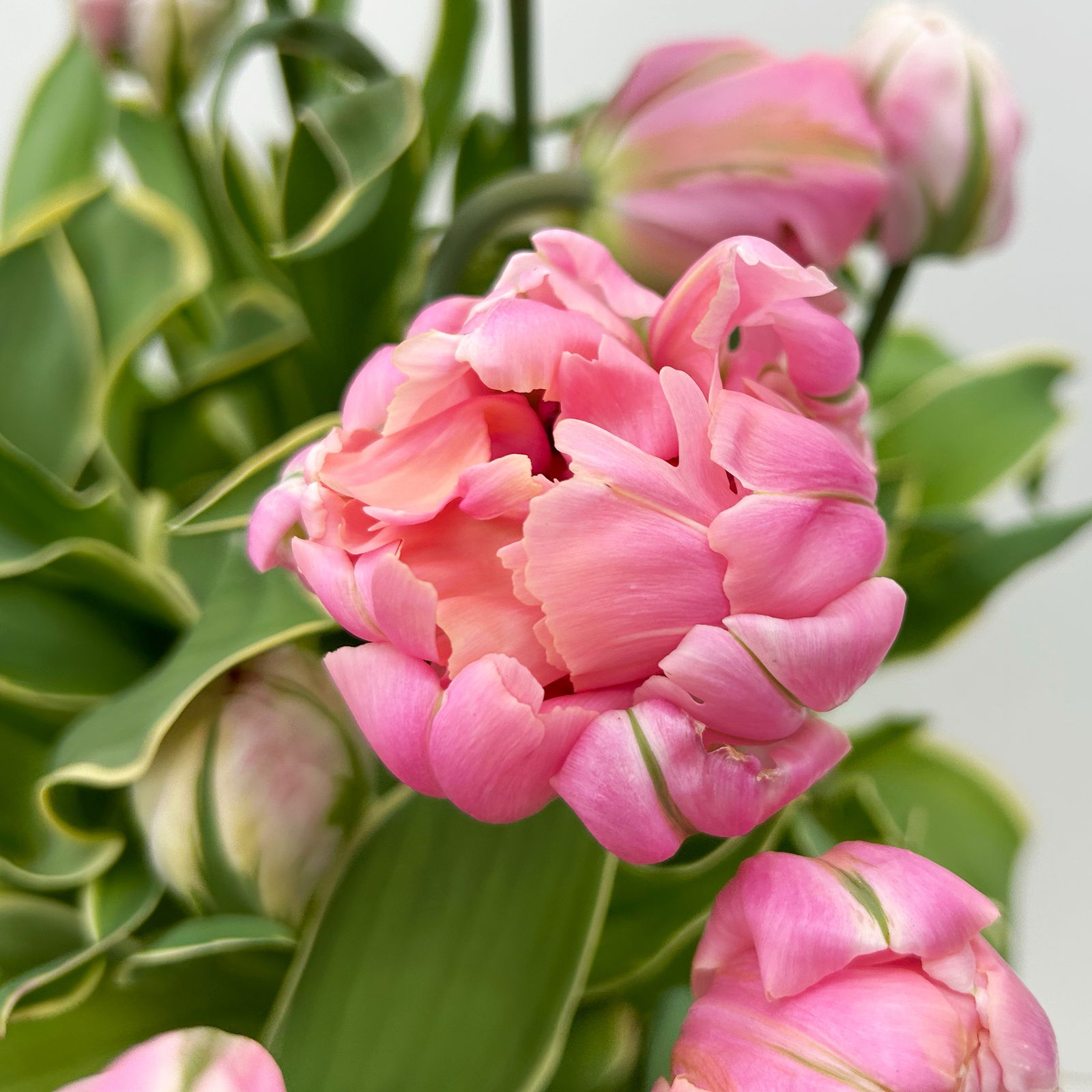 Tulpe 'Pink Star' rosa gefüllt, vorgetrieben, Topf-Ø 23 cm