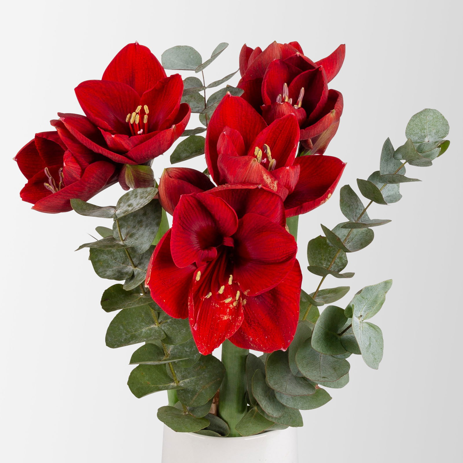 Schnittblumen-Mix aus 3 weihnachtsroten Amaryllis & 3 Eukalyptus