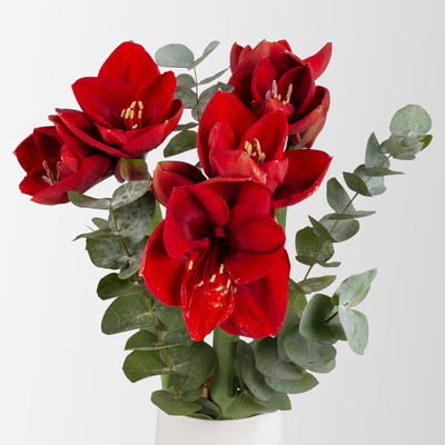 Schnittblumen-Mix aus 3 weihnachtsroten Amaryllis & 3 Eukalyptus Schnittblumen-Mix aus 3 weihnachtsroten Amaryllis & 3 Eukalyptus