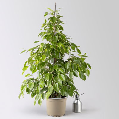 Birkenfeige 'Golden King' in Keramiktopf, Topf-Ø 17 cm, Höhe ca. 70 cm