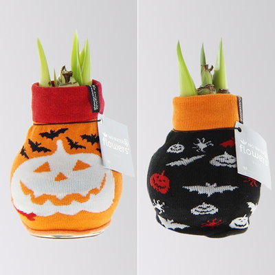 Amaryllis in Wachs, Dekor 'Pullover Halloween' , Farbe zufällig, Blüte rot Amaryllis in Wachs, Dekor 'Pullover Halloween' , Farbe zufällig, Blüte rot