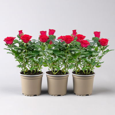Rose 'Mercedes Kordana® Grande', rot, Topf-Ø 10,5 cm, 3 Pflanzen