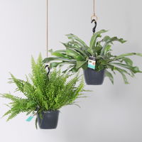 Grünpflanzen-Set Farn-Duo, Hängeampel-Ø 17/18 cm, 2 Pflanzen