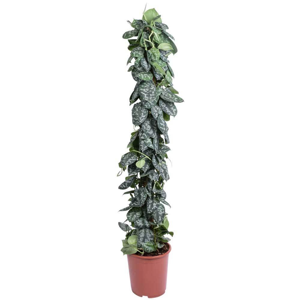 Scindapsus pictus 'Trebie', Topf-Ø 27 cm, Höhe ca. 150 cm