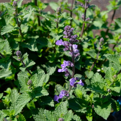 Zwerg-Katzenminze 'Purrsian Blue' blau, Topf 3 Liter