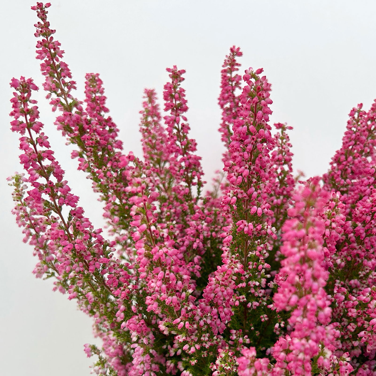 Glockenheide 'Beauty Queens®' rot, Farbe variiert, Topf-Ø 12 cm, 6 Stück