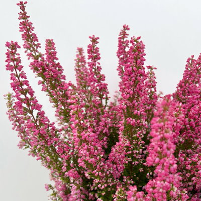 Glockenheide 'Beauty Queens®', rot, Farbe variiert, Topf-Ø 12 cm, 6 Pflanzen Glockenheide 'Beauty Queens®', rot, Farbe variiert, Topf-Ø 12 cm, 6 Pflanzen