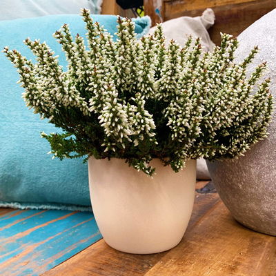 Knospenheide weiß, Longlife, 13 cm Topf Knospenheide weiß, Longlife, 13 cm Topf