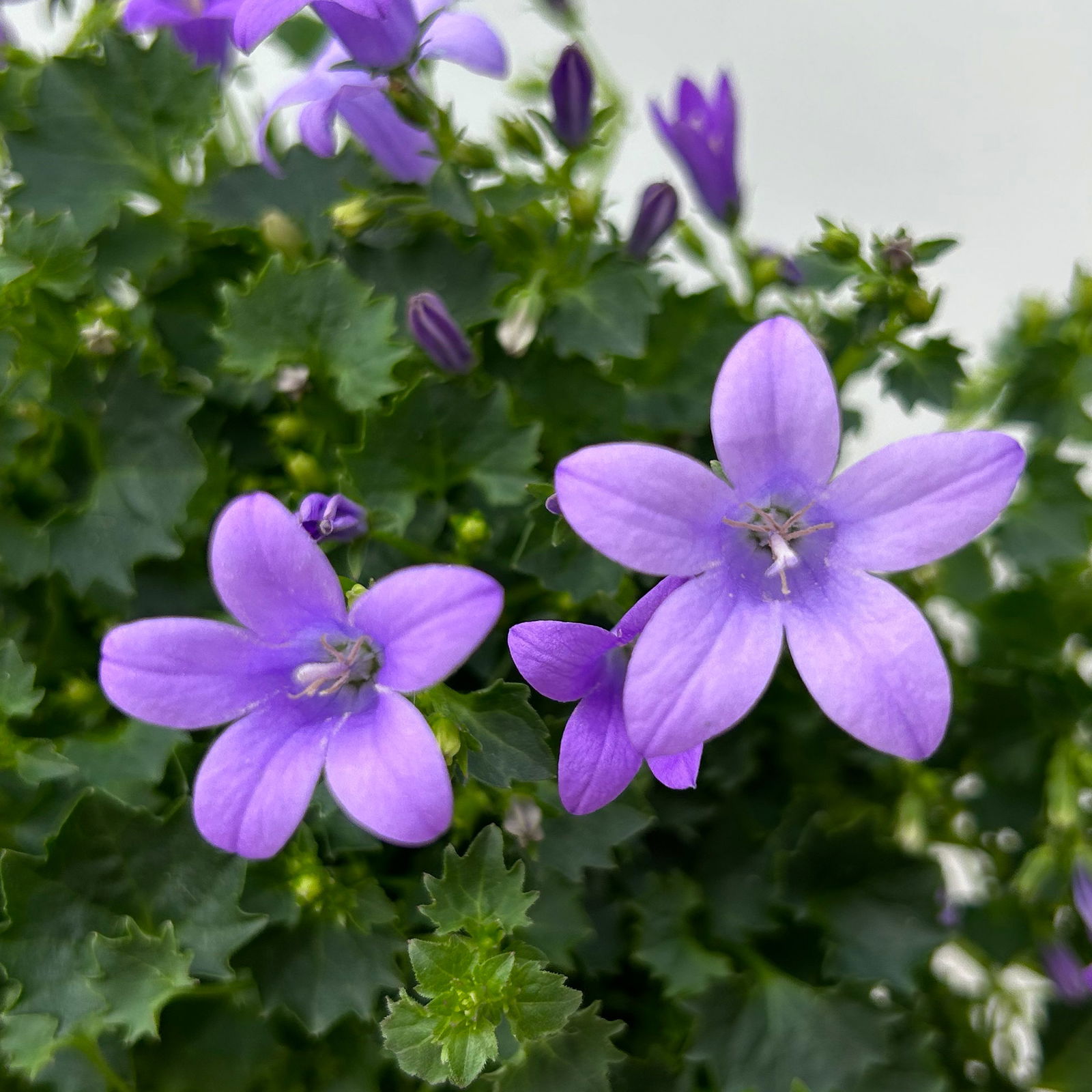 Campanula 'Ambella® Lavender' flieder, Topf-Ø 12 cm, 3er-Set