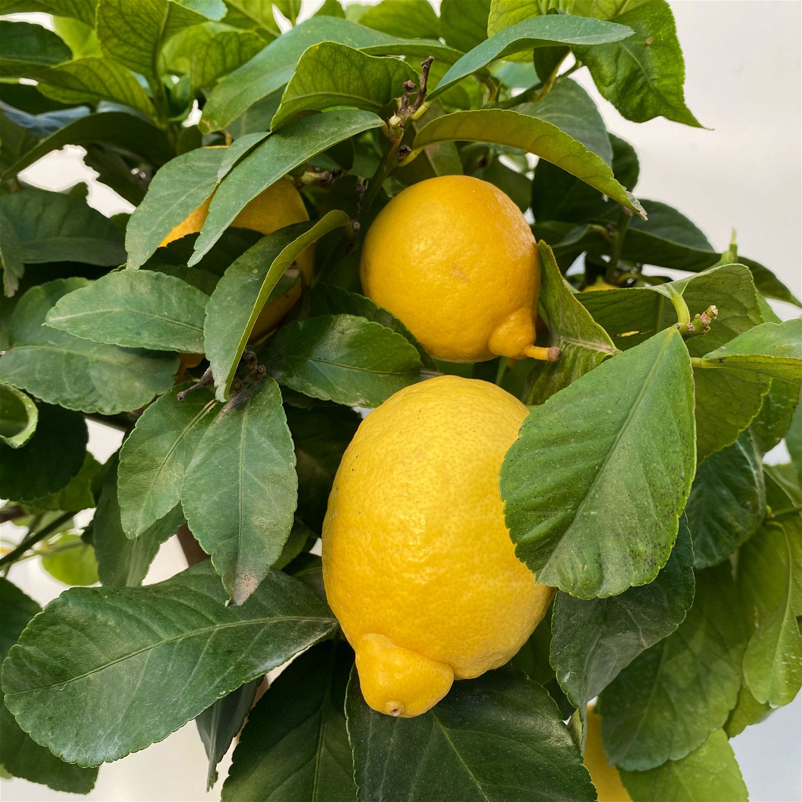 Zitronenbaum, Stamm, Topf-Ø 20 cm, Höhe 70-80 cm