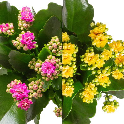 Kalanchoe 'Calandiva'®, gelb&violett, Topf-Ø 12 cm,  Höhe ca. 20-30 cm, 6er-Set Kalanchoe 'Calandiva'®, gelb&violett, Topf-Ø 12 cm,  Höhe ca. 20-30 cm, 6er-Set