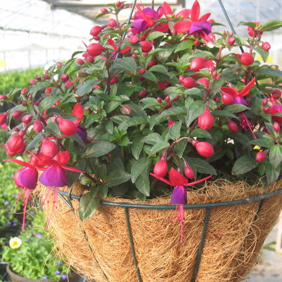 Fuchsien stehend, rosa/rot-lila, Topf-Ø 12 cm, 6er-Set Fuchsien stehend, rosa/rot-lila, Topf-Ø 12 cm, 6er-Set