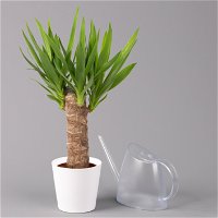Palmlilie mit Keramiktopf Dallas weiß, Höhe ca. 40-45cm, Topf-Ø 11/12cm, 3er-Set