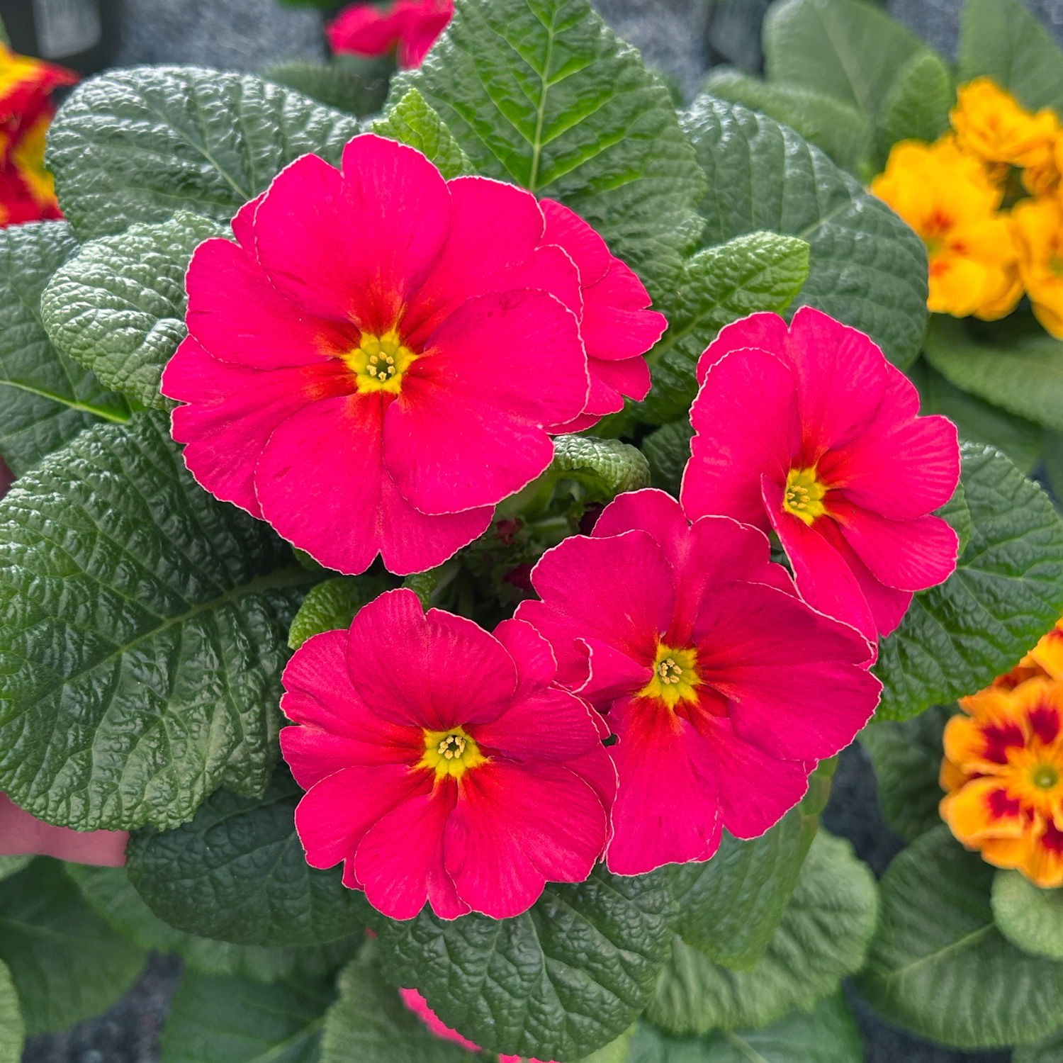 Primel 'Sunrise', pink, Topf-Ø 11 cm, 8 Pflanzen