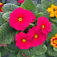 Primel 'Sunrise', pink, Topf-Ø 11 cm, 8 Pflanzen