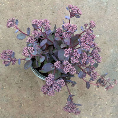 Garten-Fettblatt 'Red Canyon', pink, Topf-Ø 12 cm, 6er-Set Garten-Fettblatt 'Red Canyon', pink, Topf-Ø 12 cm, 6er-Set