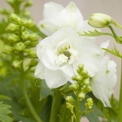 Rittersporn 'New Millenium', weiß, Topf 11x11 cm, 3 Pflanzen Rittersporn 'New Millenium', weiß, Topf 11x11 cm, 3 Pflanzen