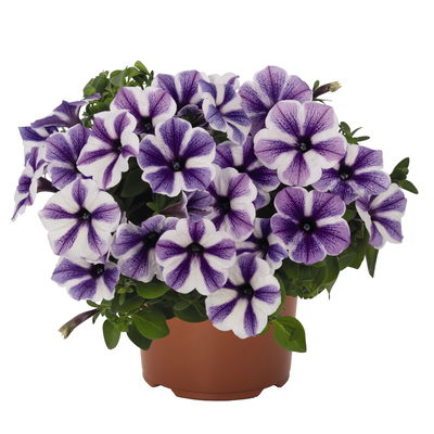 Petunie 'Sweetunia® Starfish' flieder-weiß, hängend, Topf-Ø 13 cm, 6 Pflanzen