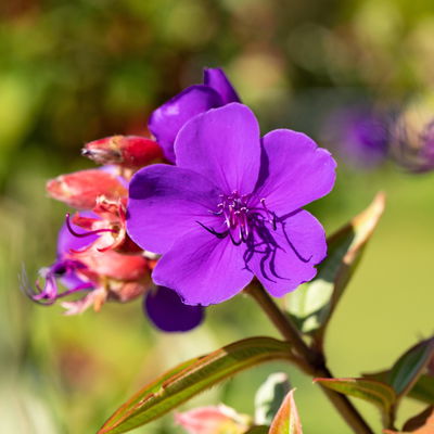 Veilchenbaum violettblau, Topf-Ø 15 cm, Höhe ca. 35 cm