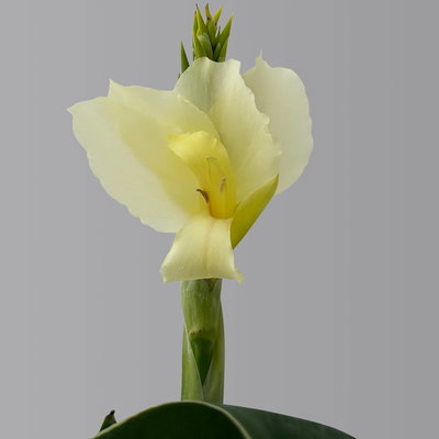 Canna 'Alaska', weiß, Topf-Ø 17 cm, 2 Pflanzen