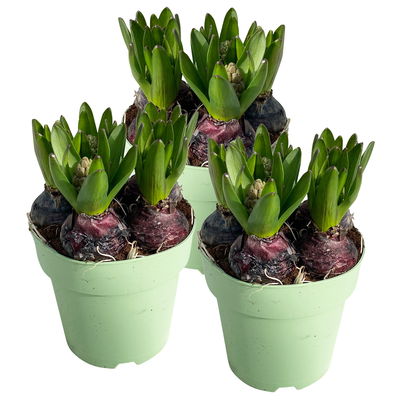 Hyazinthe 'Trio', rosa-weiß-blau, vorgetrieben, Topf-Ø 15 cm, 3 Pflanzen Hyazinthe 'Trio', rosa-weiß-blau, vorgetrieben, Topf-Ø 15 cm, 3 Pflanzen