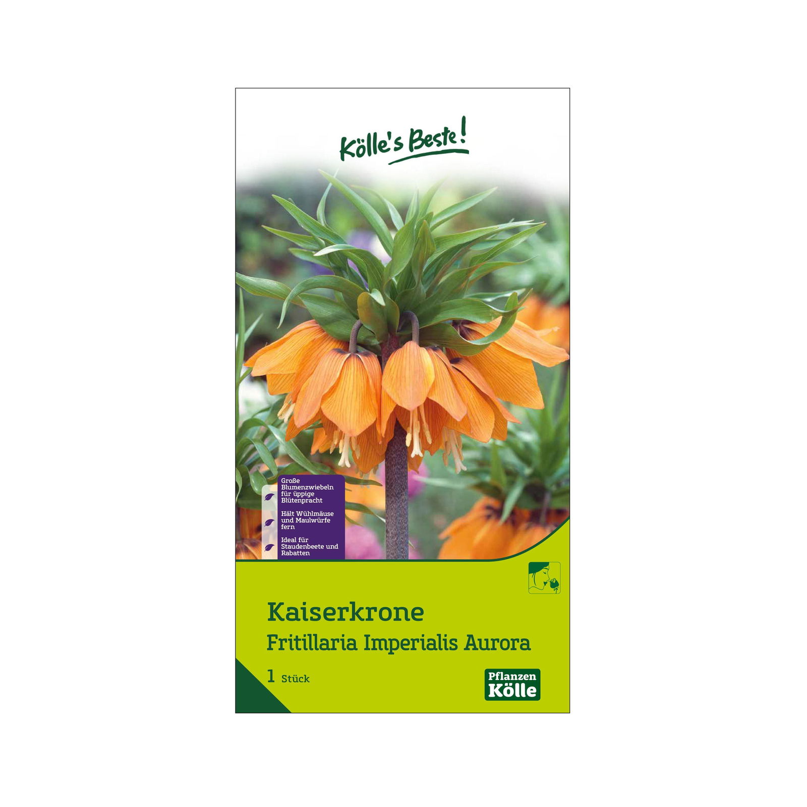 Kaiserkrone (Fritillaria Imperialis Aurora) orange, 1 Blumenzwiebel