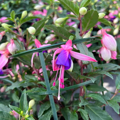 Fuchsien stehend, rosa/rot-lila, Topf-Ø 12 cm, 6er-Set Fuchsien stehend, rosa/rot-lila, Topf-Ø 12 cm, 6er-Set