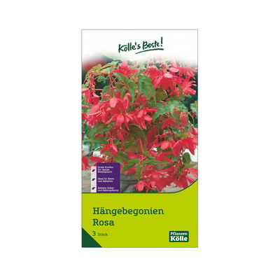 Hängebegonie, rosa, 3 Blumenknollen