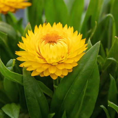 Strohblume gelb, Topf- Ø 12 cm, 6 Stück
