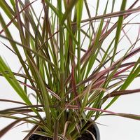 Lampenputzergras 'Fireworks', bunt, Topf-Ø 12 cm, 3 Pflanzen
